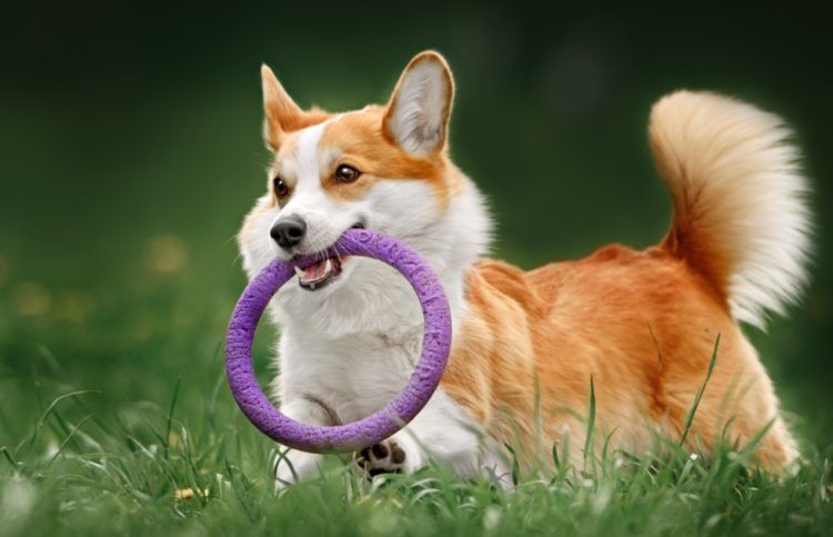 5 Best Corgi Dog Toys