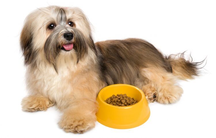 Best havanese outlet puppy food