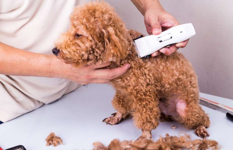 Best Clippers For Poodles Pet Struggles 750x482 