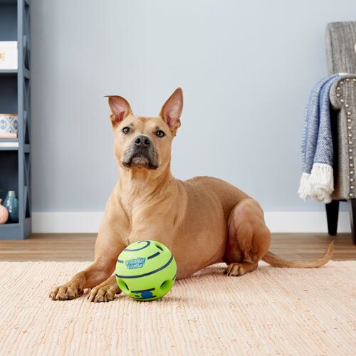 10 Best Toys for Blind Dogs on